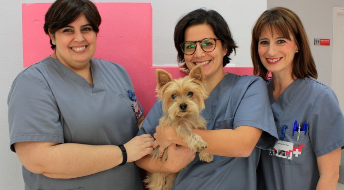 El Hospital Veterinario UMU consigue dar una segunda oportunidad a un perro con síndrome de Chiari