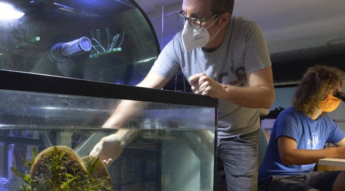 El acuario de la UMU recibe un premio por su proyecto de conservación de la nacra