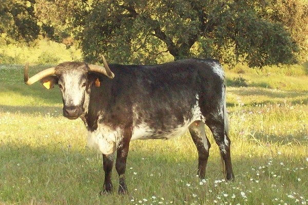 Vaca brava de la ganadería sevillana "Yerbauena"