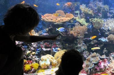 Una madre y su hija contemplan uno de los tanques del Aquarium de la Universidad de Murcia. 
