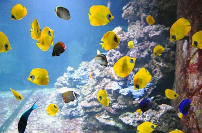 Son numerosas las especies que se pueden contemplar en el Aquarium.