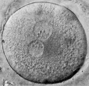 Imagen de una célula madre.