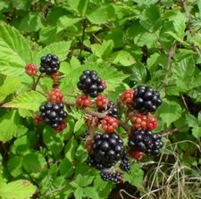 225px-blackberries_on_bush.jpg
